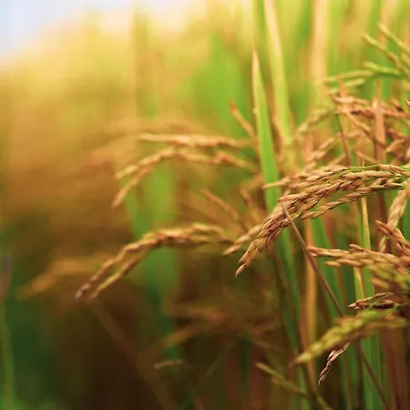 Διαμέρισμα Le Risaie